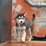 Siberian husky Sheba