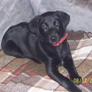 Blanding af racer Schilla