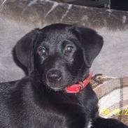 Blanding af racer Schilla