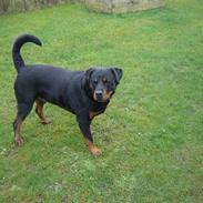 Rottweiler Tjano