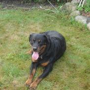 Rottweiler Tjano
