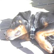 Rottweiler Tjano