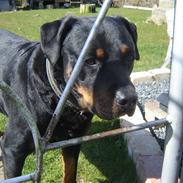 Rottweiler Tjano