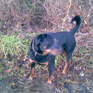 Rottweiler Tjano