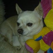 Chihuahua snaske