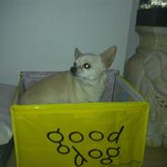 Chihuahua snaske