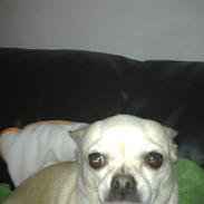 Chihuahua snaske