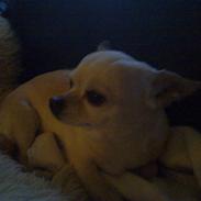 Chihuahua snaske