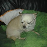 Chihuahua snaske