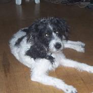 Blanding af racer Tøzzen