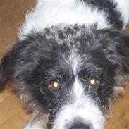 Blanding af racer Tøzzen