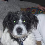 Blanding af racer Tøzzen