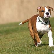 Amerikansk staffordshire terrier Great Viking's Ecco