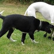 Blanding af racer Luna