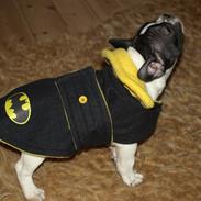 Fransk bulldog Alex D.P