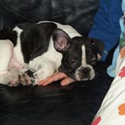 Fransk bulldog Alex D.P