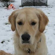 Golden retriever Kenzo