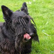 Skotsk terrier Penkie