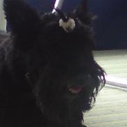Skotsk terrier Penkie