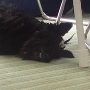 Skotsk terrier Penkie