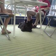 Skotsk terrier Penkie