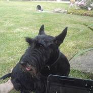 Skotsk terrier Penkie