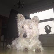 West highland white terrier futte