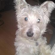 West highland white terrier futte