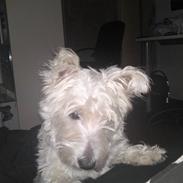 West highland white terrier futte