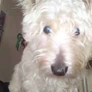 West highland white terrier futte