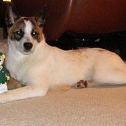 Norrbottenspids Spidsbjørnens Coda