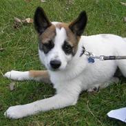 Norrbottenspids Spidsbjørnens Coda