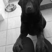 Labrador retriever coco channel ;jj 