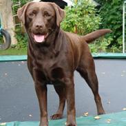 Labrador retriever coco channel ;jj 