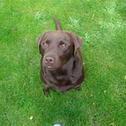 Labrador retriever coco channel ;jj 