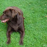 Labrador retriever coco channel ;jj 