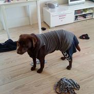 Labrador retriever coco channel ;jj 