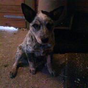 Australsk cattledog Andy