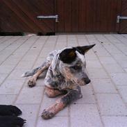 Australsk cattledog Andy