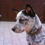 Australsk cattledog Andy