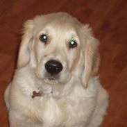 Golden retriever tyson