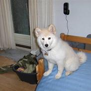 Blanding af racer sally