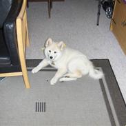 Blanding af racer sally