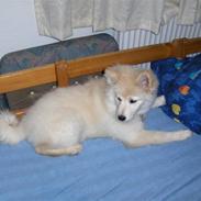 Blanding af racer sally