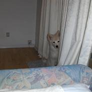 Blanding af racer sally