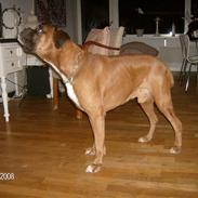 Boxer czantoz R.I.P ;(