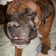 Boxer czantoz R.I.P ;(