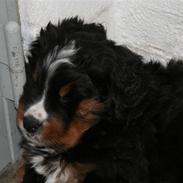 Berner sennenhund Bernhard