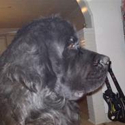 Newfoundlænder Samson