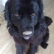 Newfoundlænder Samson